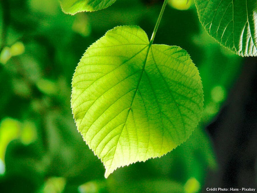 Au printemps, mangez des feuilles de tilleul !