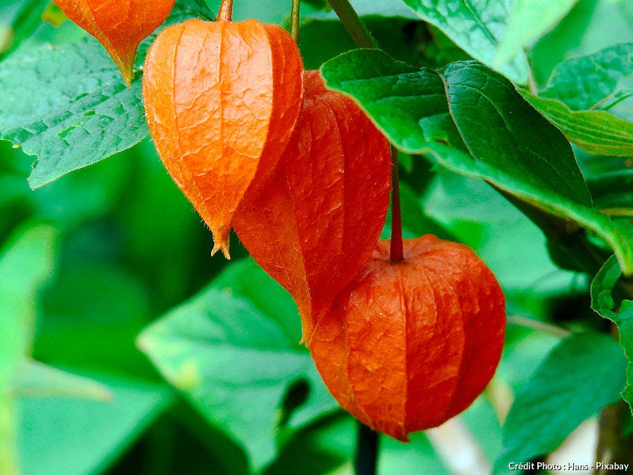 Physalis alkekengi