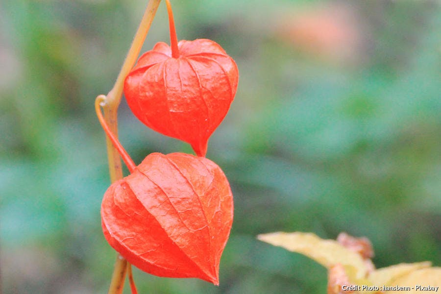 physalis alkekengi