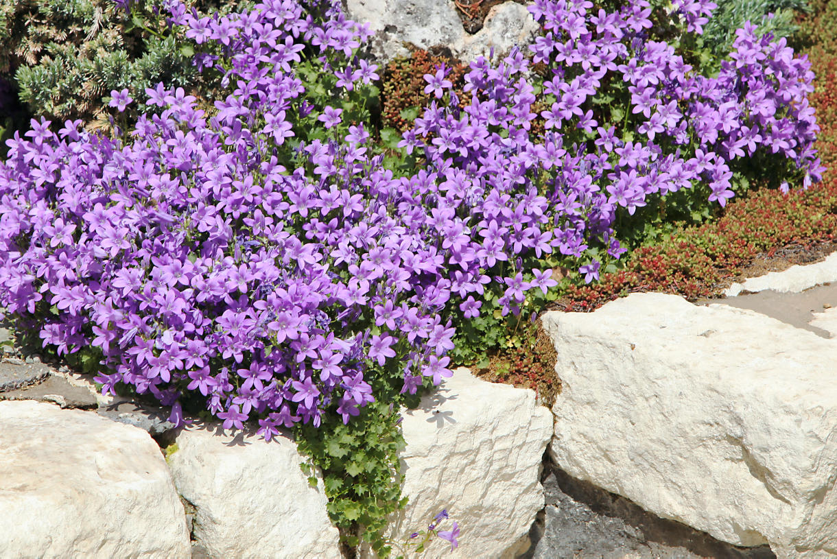 4 Plantes Idéales Pour Les Bordures | Détente Jardin