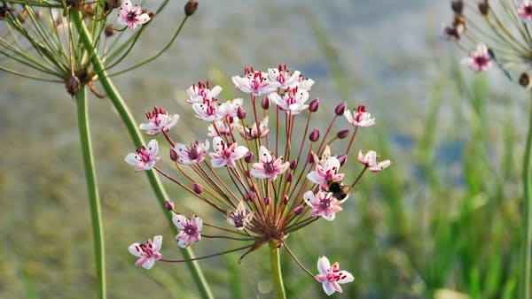 Le jonc fleuri : une fleur aquatique originale pour les bassins