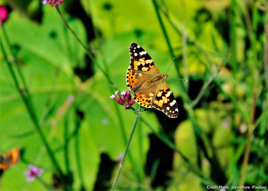 Papillon belle-dame