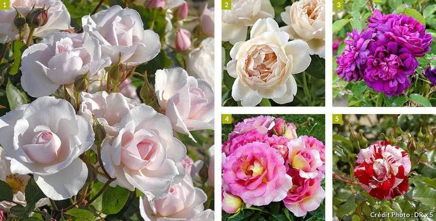 5 roses originales