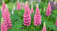 Comment cultiver les lupins ?