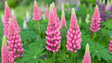 Comment cultiver les lupins ?