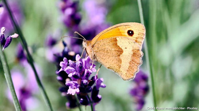 Papillon myrtil