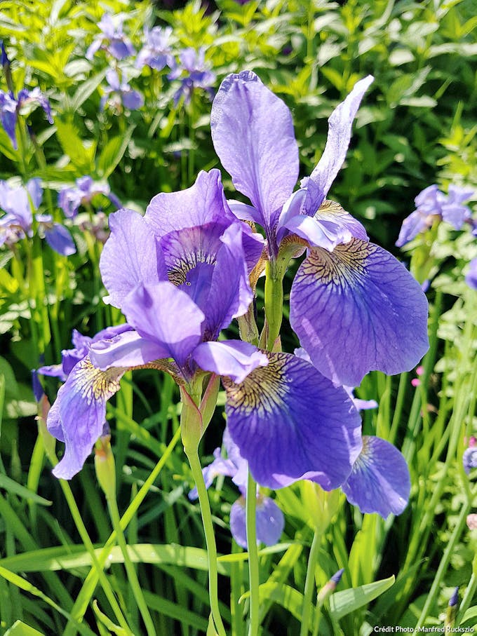 Iris de Sibérie