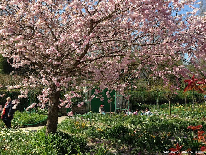 arbres en fleurs Giverny