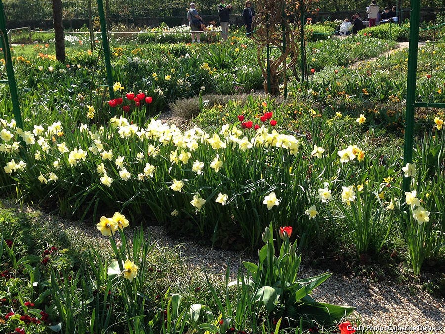 bulbes narcisses Giverny