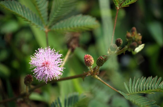 Mimosa pudica, plante tropicale