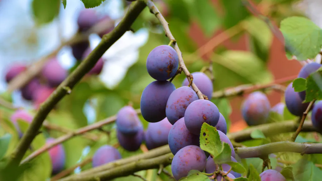 Prunier : les 3 secrets pour bien cultiver vos pruniers | Détente jardin