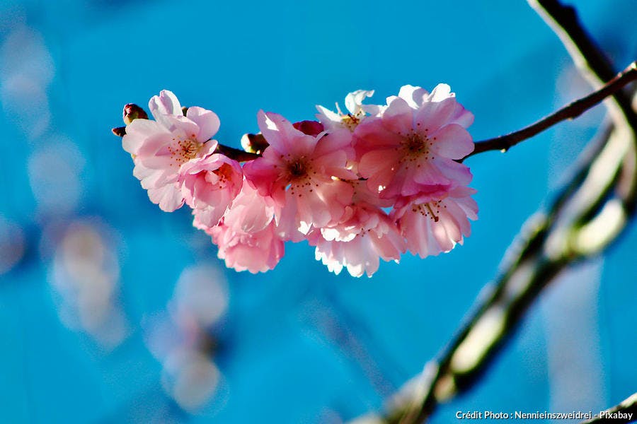 Prunus fleur