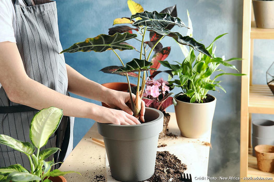Cultiver Une Plante Dans Le Guide Du Pot. Comment Faire Pousser Une Fleur  Instruction étape Par étape.