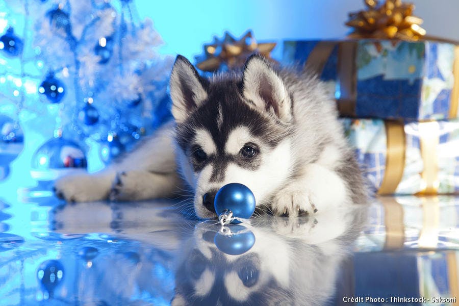 Jeune husky sous le sapin de Noël
