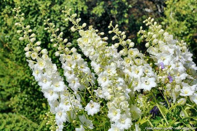 delphinium blanc
