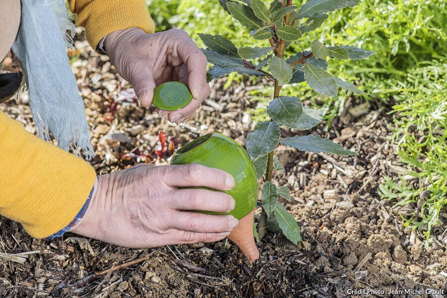 Utiliser les oyas au jardin pour moins arroser