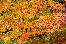 arbuste à feuillage coloré en automne