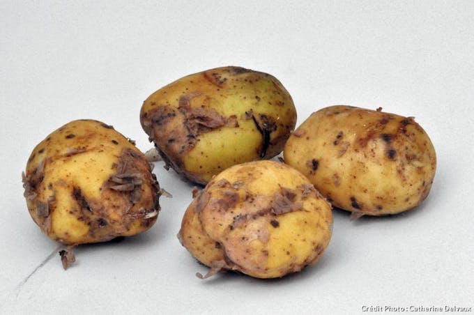 Pommes de terre 'Bonnotte de Noirmoutier'