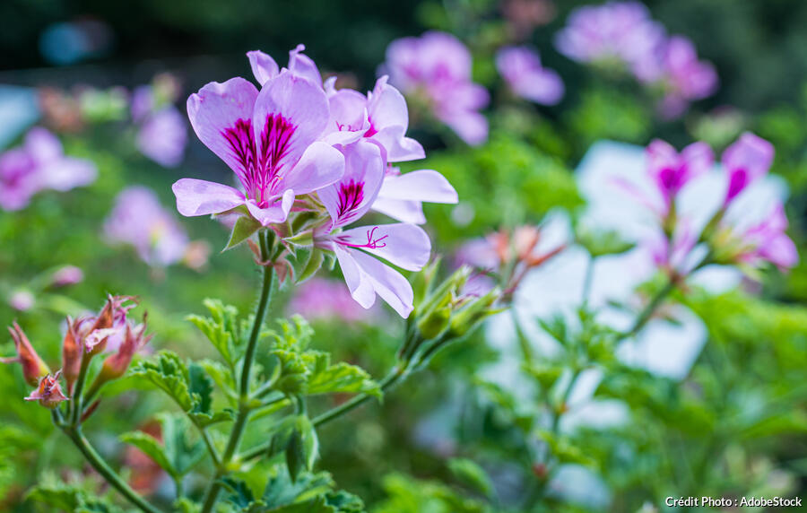 Pelargonium, Tout Savoir Sur Le Roi Des Balcons | Détente Jardin