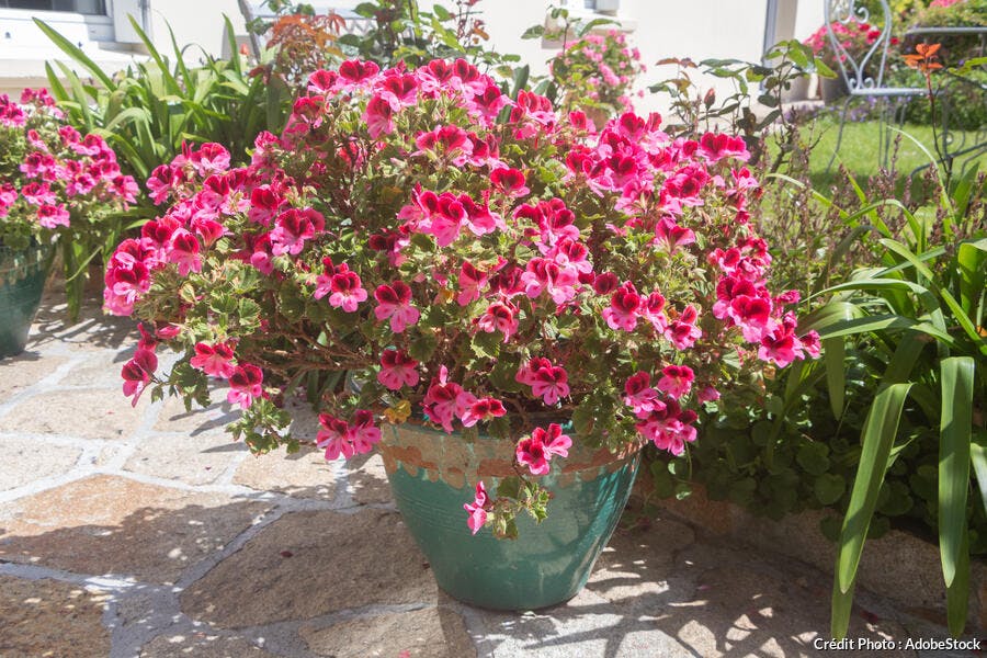 pelargonium en pot