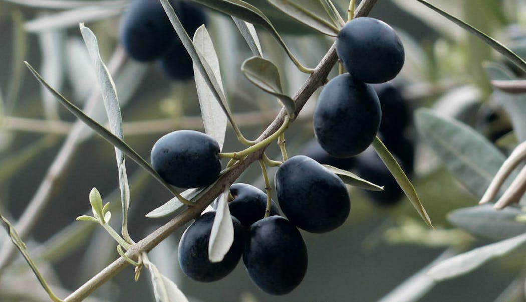 Conservation des olives : 3 techniques simplissimes !