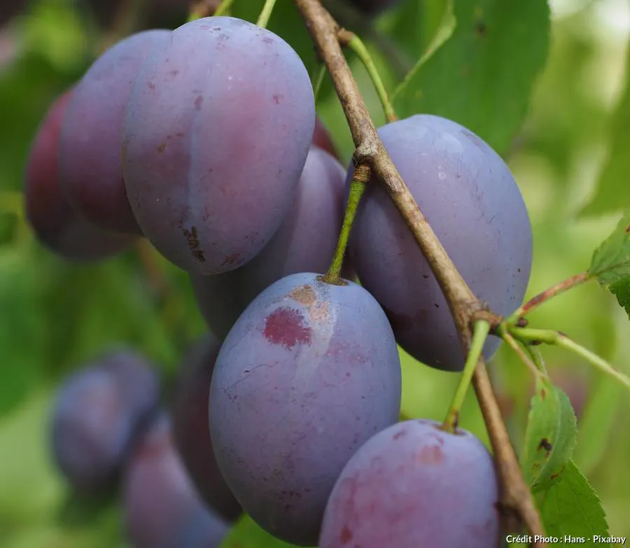Prunier : les 3 secrets pour bien cultiver vos pruniers | Détente jardin