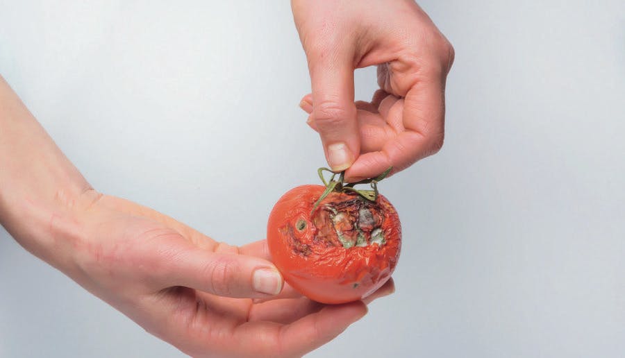 Reconnaître le mildiou des tomates