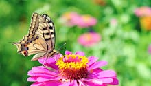 Reconnaître les papillons du jardin
