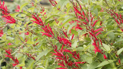 Reglis Réglisse : cultiver cette plante dont on consomme les racines | Détente ...