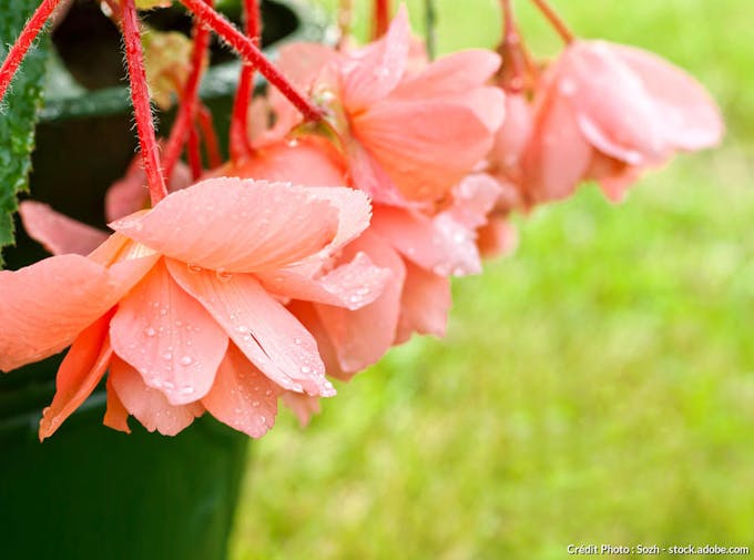 begonia coral chimes
