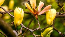5 magnolias pour petits jardins