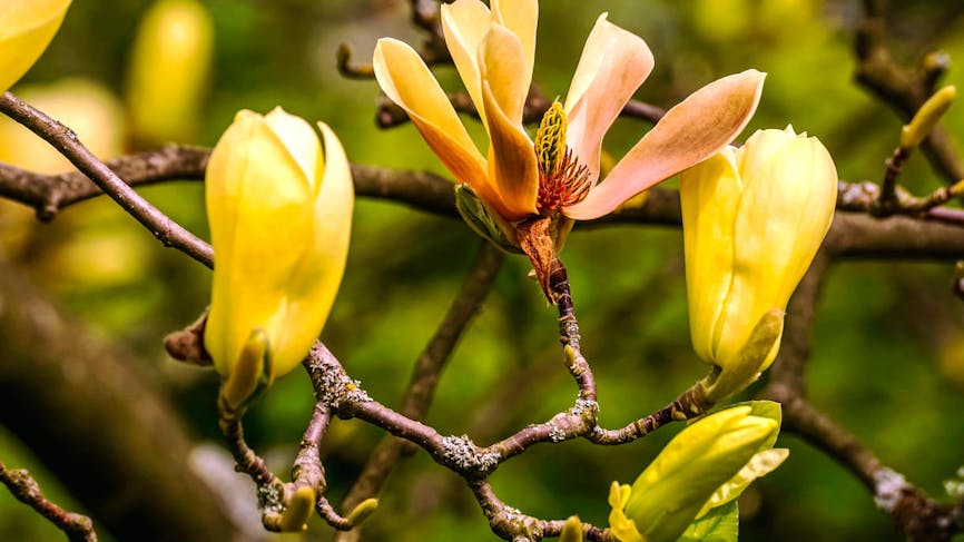 Magnolia acuminata 'Butterflies'
