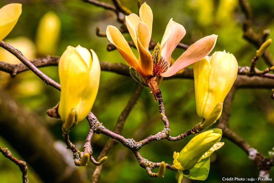 Magnolia acuminata 'Butterflies'