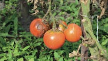 Mildiou des tomates : prévention et traitements