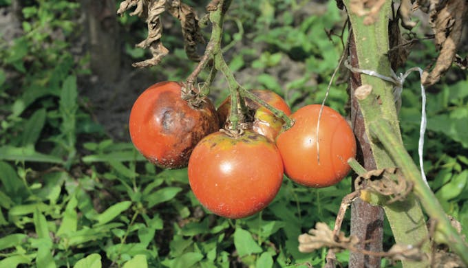 Pied de tomate mildiou