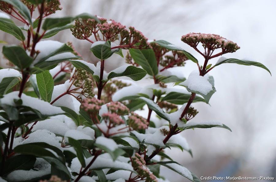 Viburnum tinus hiver neige
