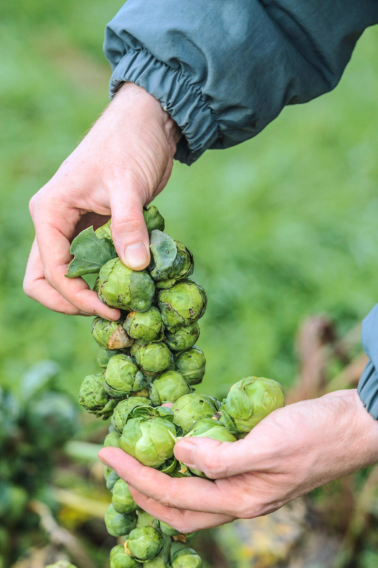 olivenbaum münsingen Olivenbaum Dünger von Flora Boost