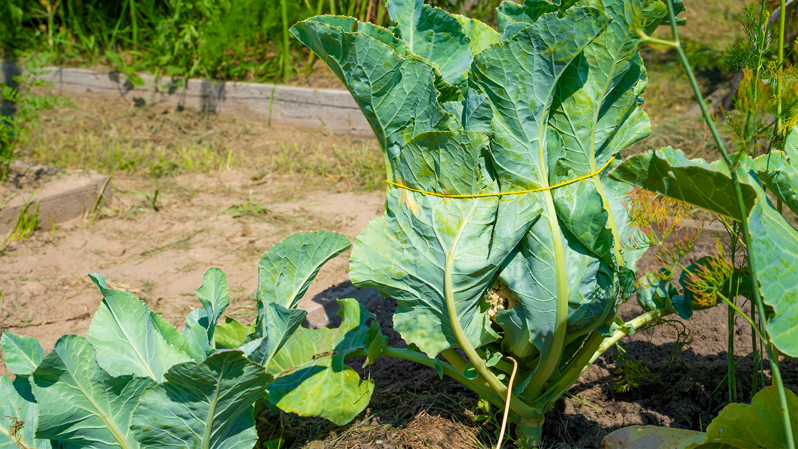 Comment cultiver le choufleur ? Détente jardin