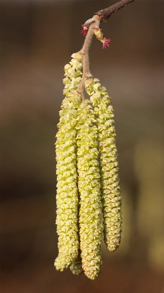 Fleur femelle et mâle sur la même photo