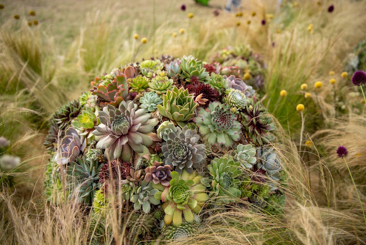 Épinglé sur DES FLEURS , DES ARBRES , DES PLANTES , DES HERBES , ..