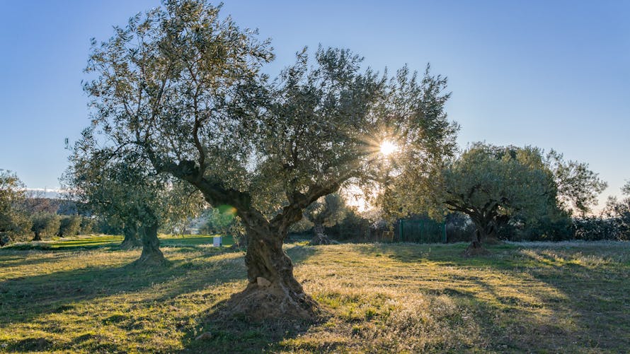 Vue sur une oliveraie sous le ciel méditerranéen