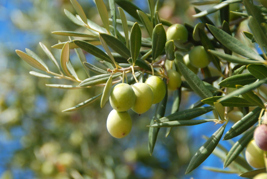 Olives vertes sur la branche d'un olivier en Espagne