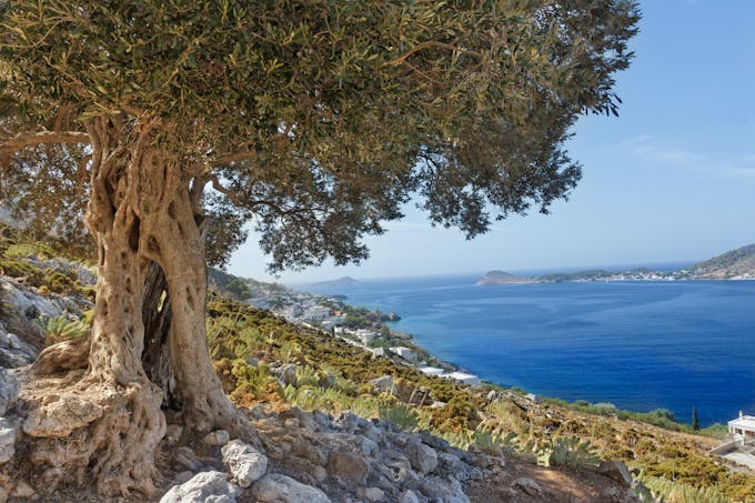 Vieil olivier sur l'île grecque de Kalymnos