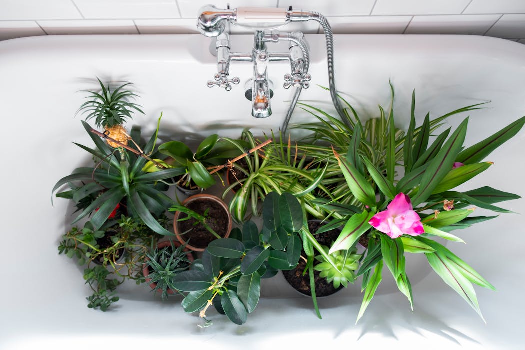 Plantes d'intérieur placées dans une baignoire pour être arrosées.