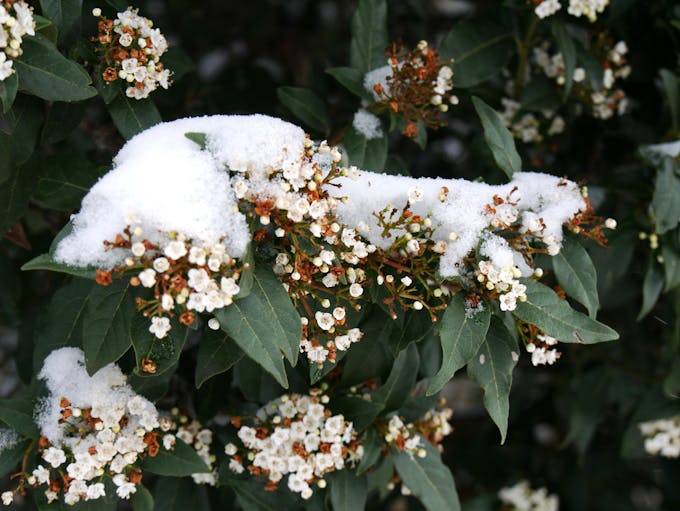 Fleurs de Viburnum tinus sous la neige