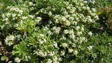 Pittosporum : culture et d'entretien de cet arbuste à floraison printanière