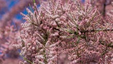 Tamaris : cultiver et entretenir cet arbuste à floraison printanière ou estivale