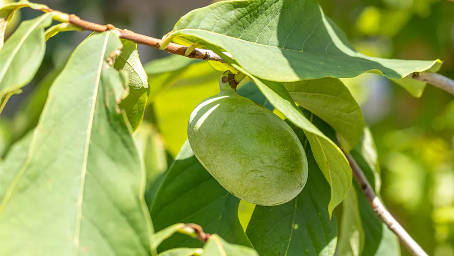 Comment Cultiver Un Asiminier D tente Jardin comment-cultiver-un-asiminier-d-tente-jardin