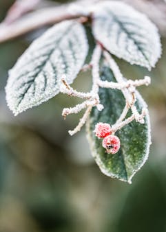 Comment protéger ses arbustes du froid en hiver ?