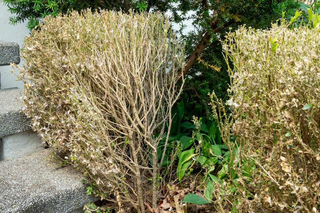 Connaître et lutter contre la pyrale du buis | Détente jardin